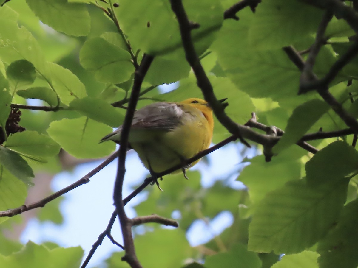 Prothonotary Warbler - ML620322564