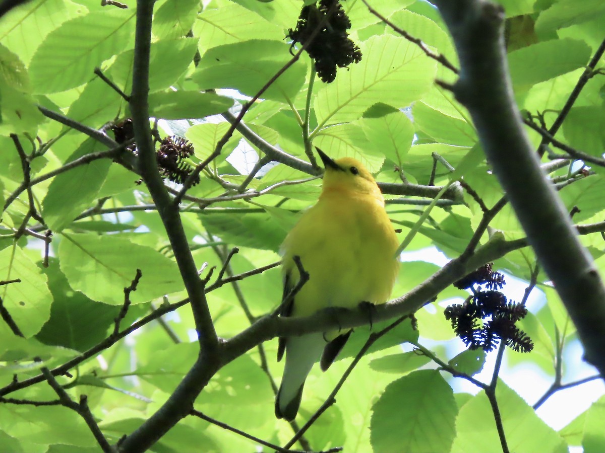 Prothonotary Warbler - ML620322565