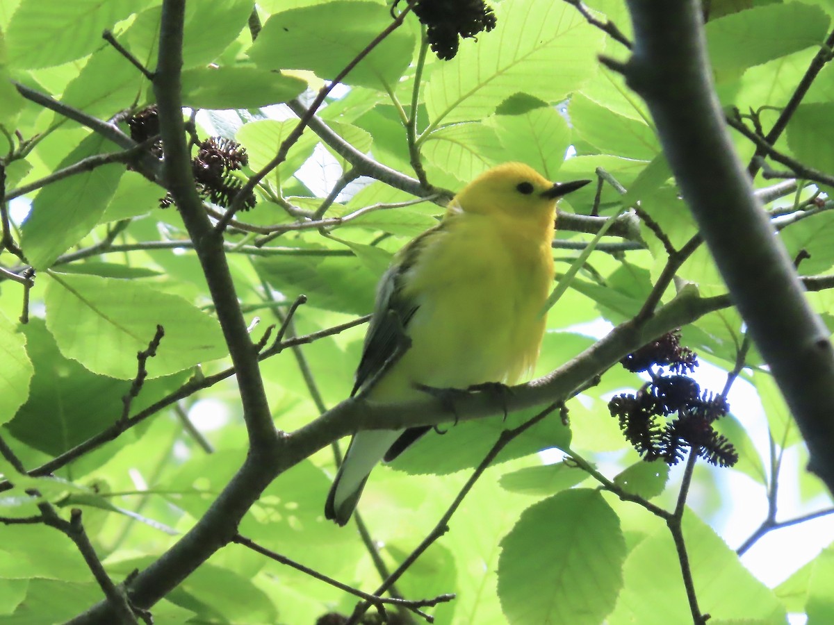 Prothonotary Warbler - ML620322566