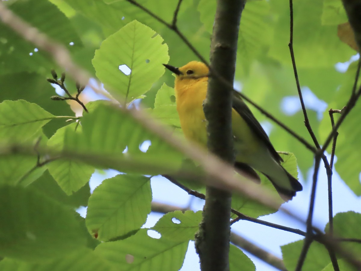 Prothonotary Warbler - ML620322567