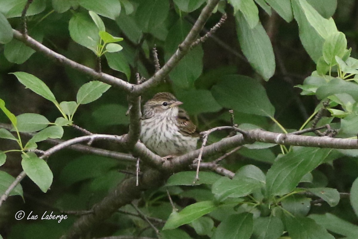 Chipping Sparrow - ML620322574