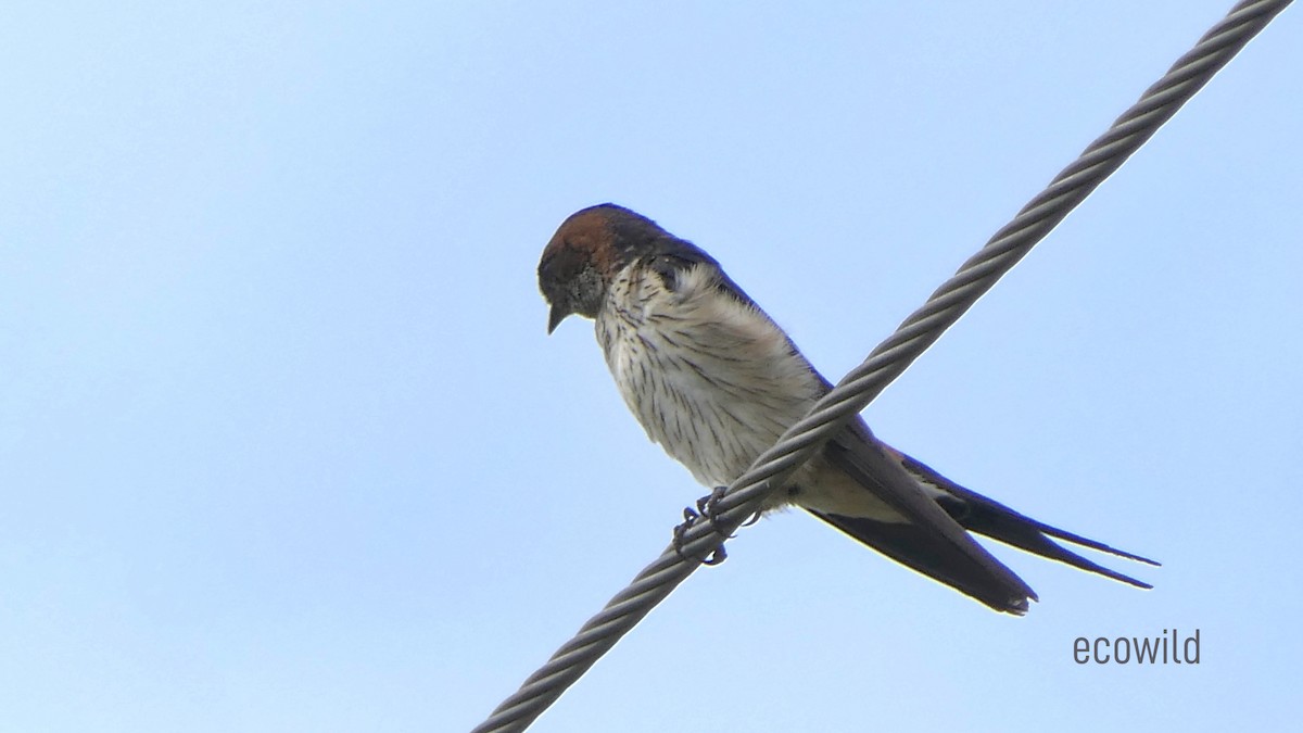 Red-rumped Swallow - ML620322577