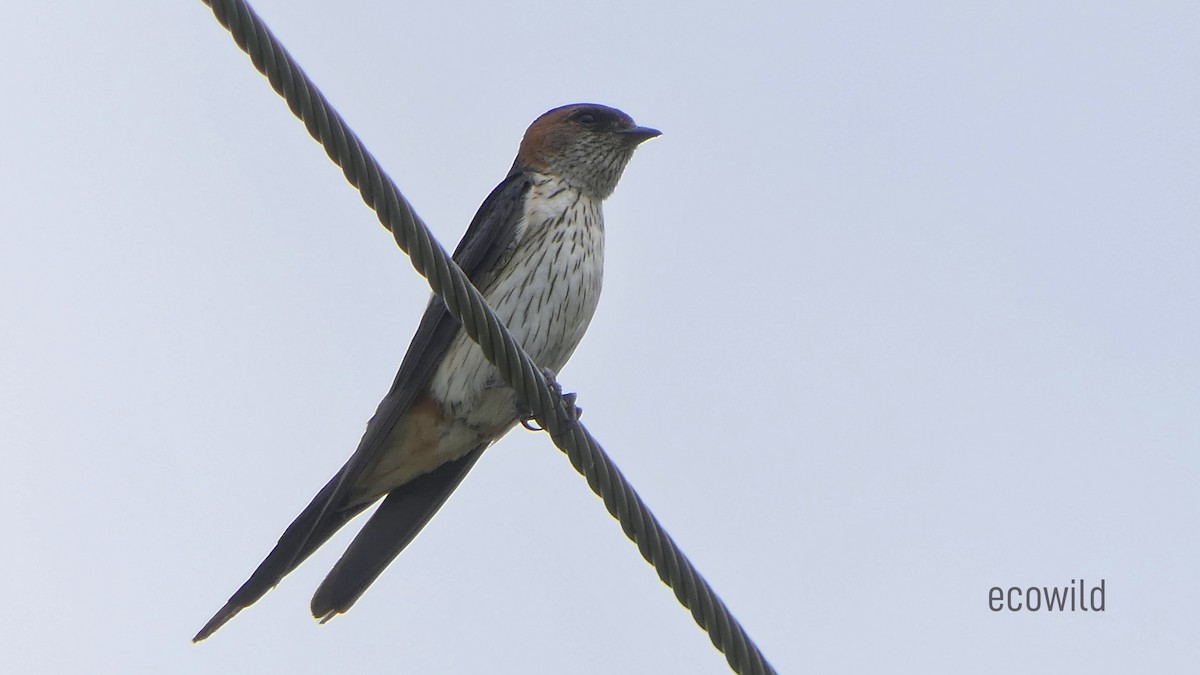 Red-rumped Swallow - ML620322578