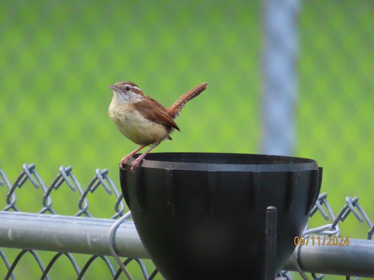 Carolina Wren - ML620322580