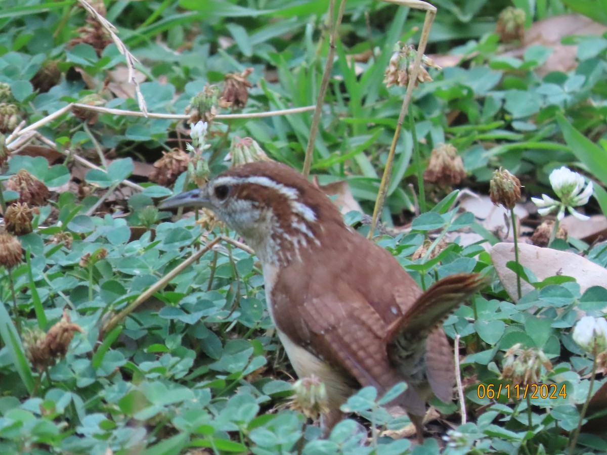 Carolina Wren - ML620322581