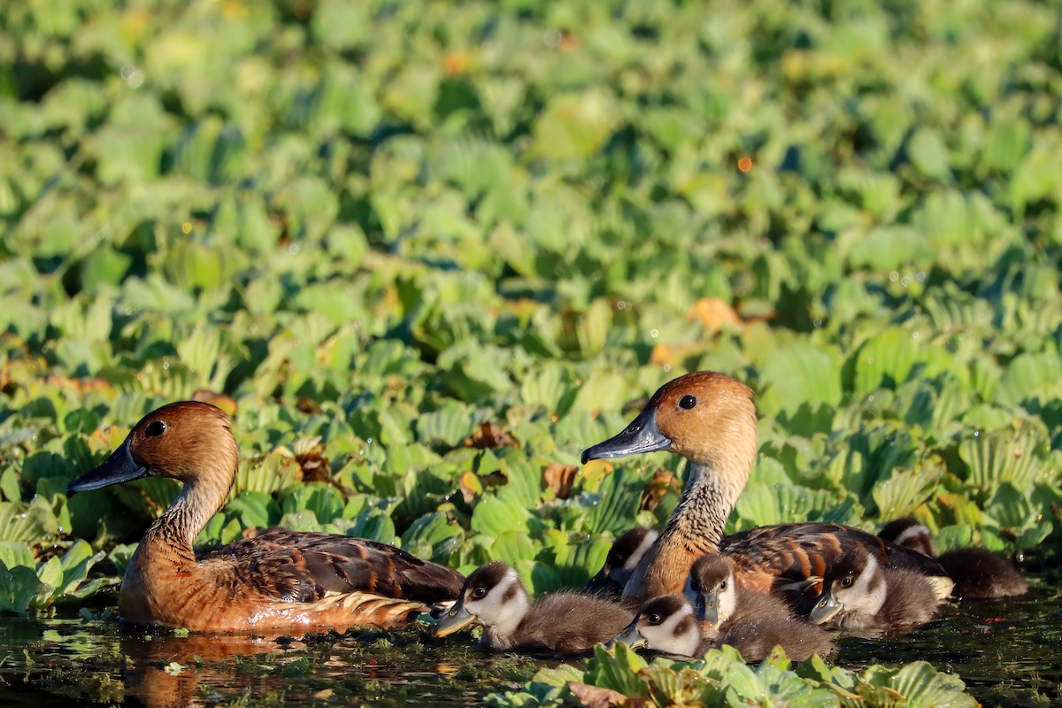Fulvous Whistling-Duck - ML620322586