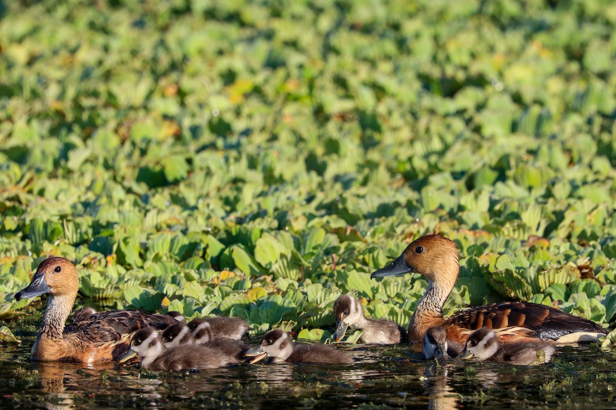 Fulvous Whistling-Duck - ML620322589
