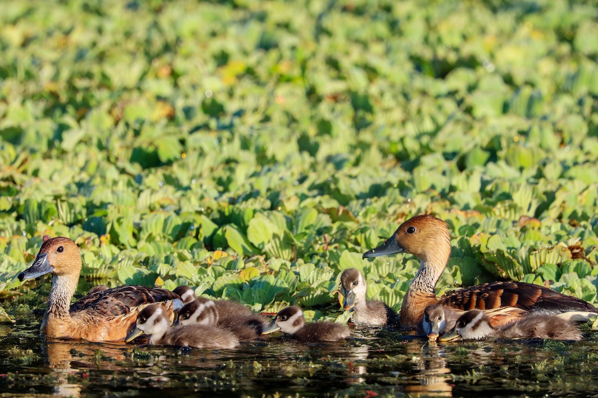 Fulvous Whistling-Duck - ML620322591