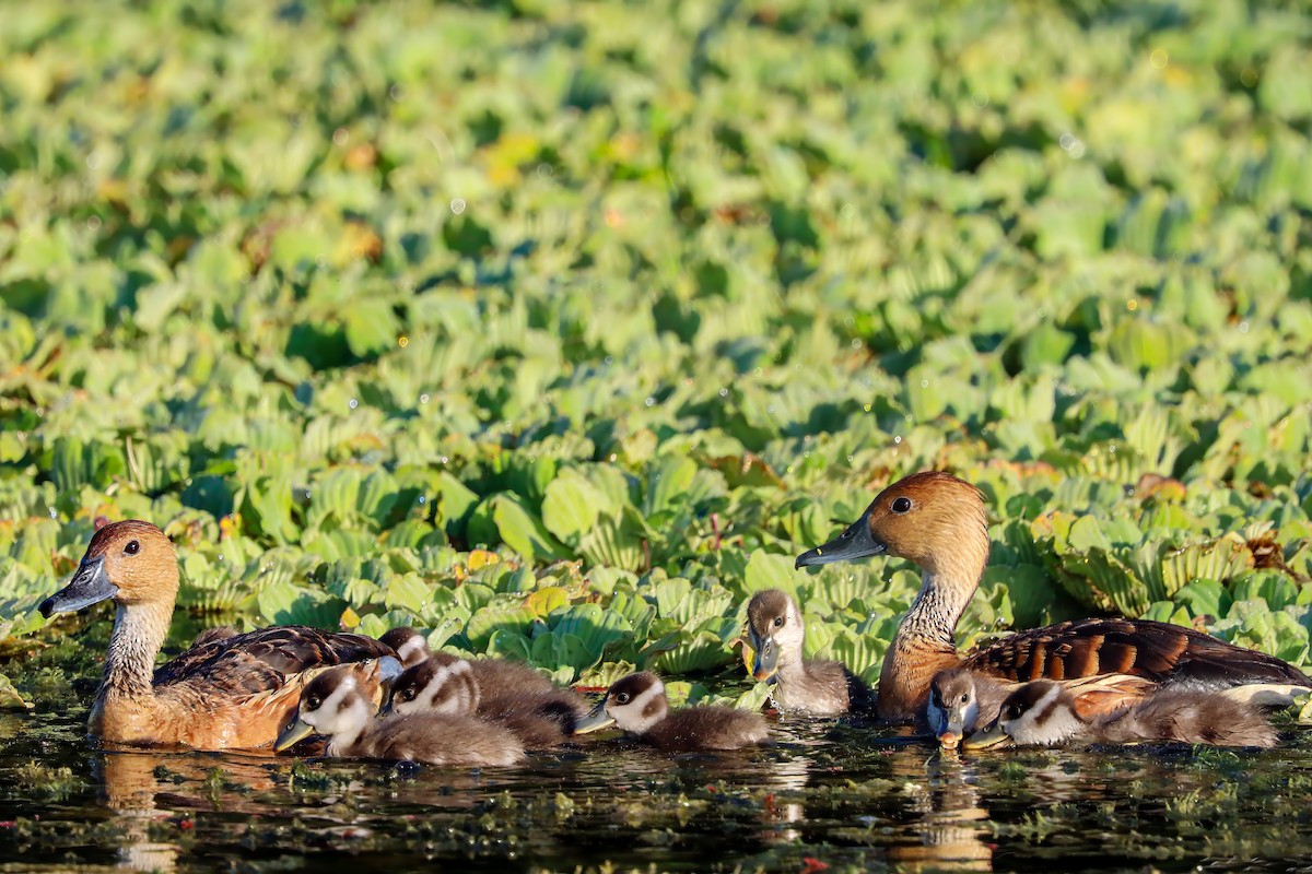 Fulvous Whistling-Duck - ML620322592