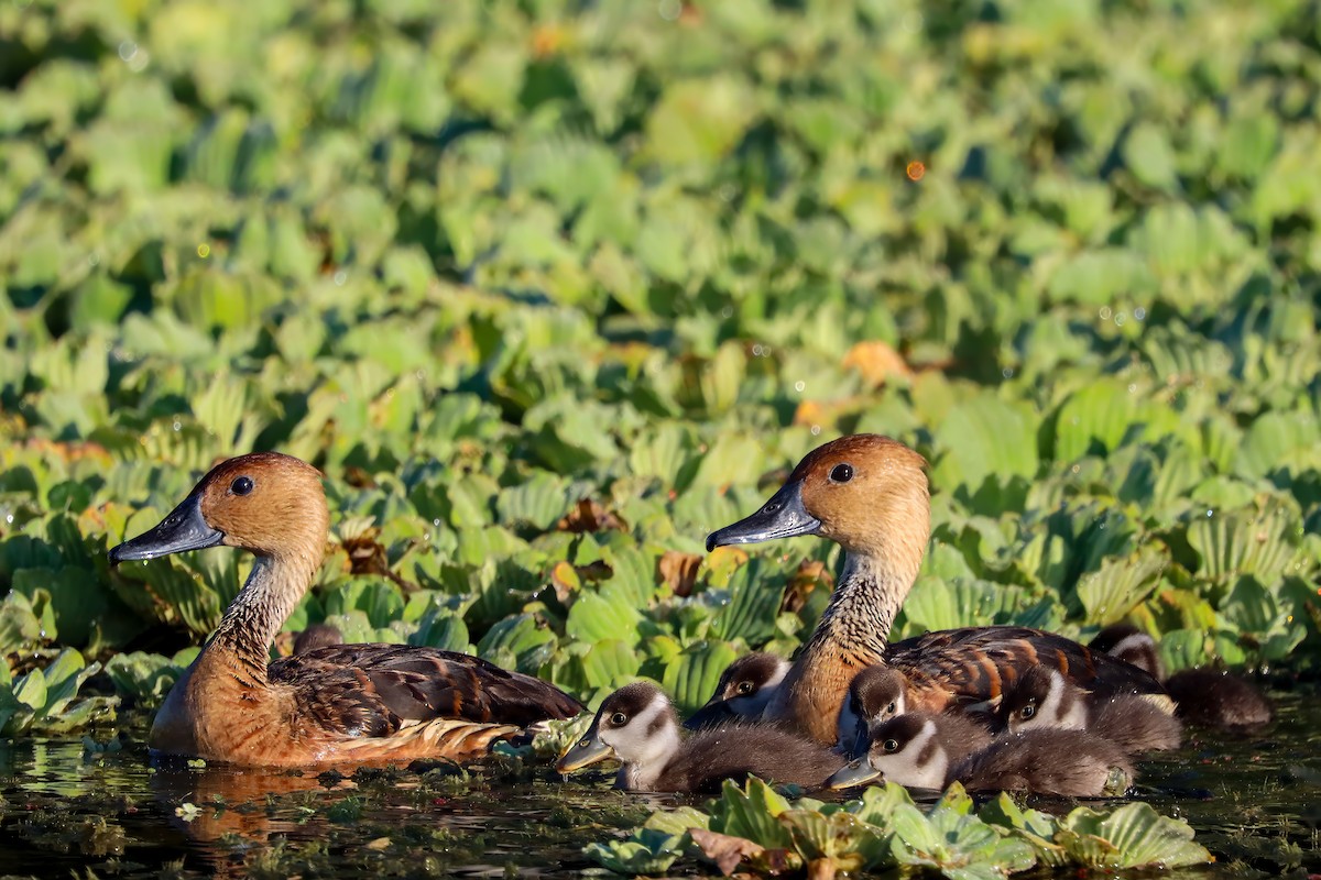 Fulvous Whistling-Duck - ML620322593