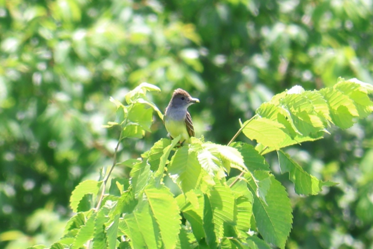 Great Crested Flycatcher - ML620322595