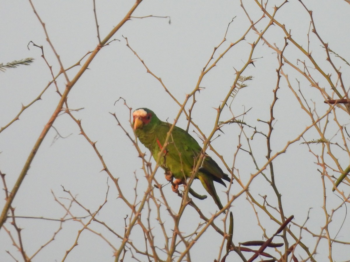 White-fronted Parrot - ML620322602