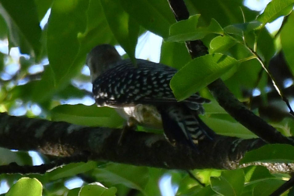 Red-headed Woodpecker - ML620322608