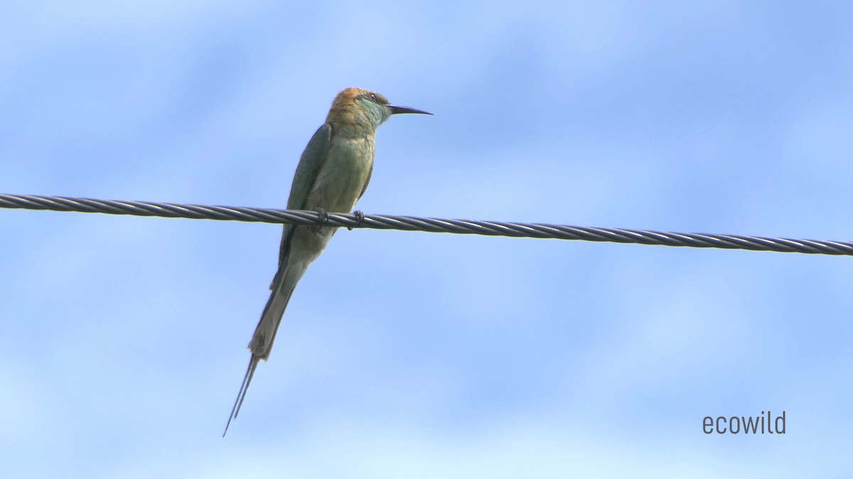 Asian Green Bee-eater - ML620322610