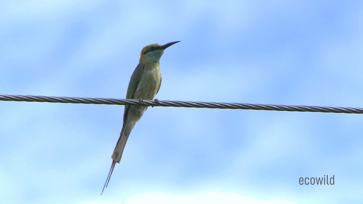 Asian Green Bee-eater - ML620322611