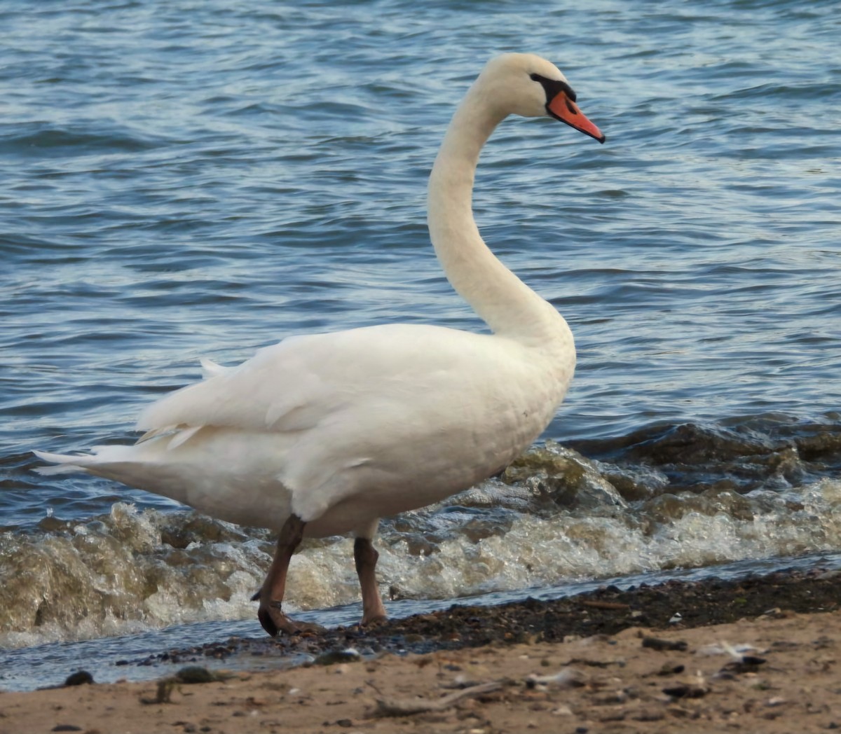 Mute Swan - ML620322612