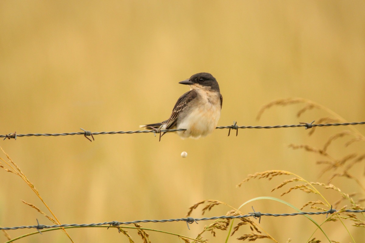 Eastern Kingbird - ML620322625