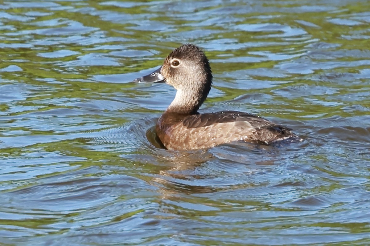 Ring-necked Duck - ML620322630