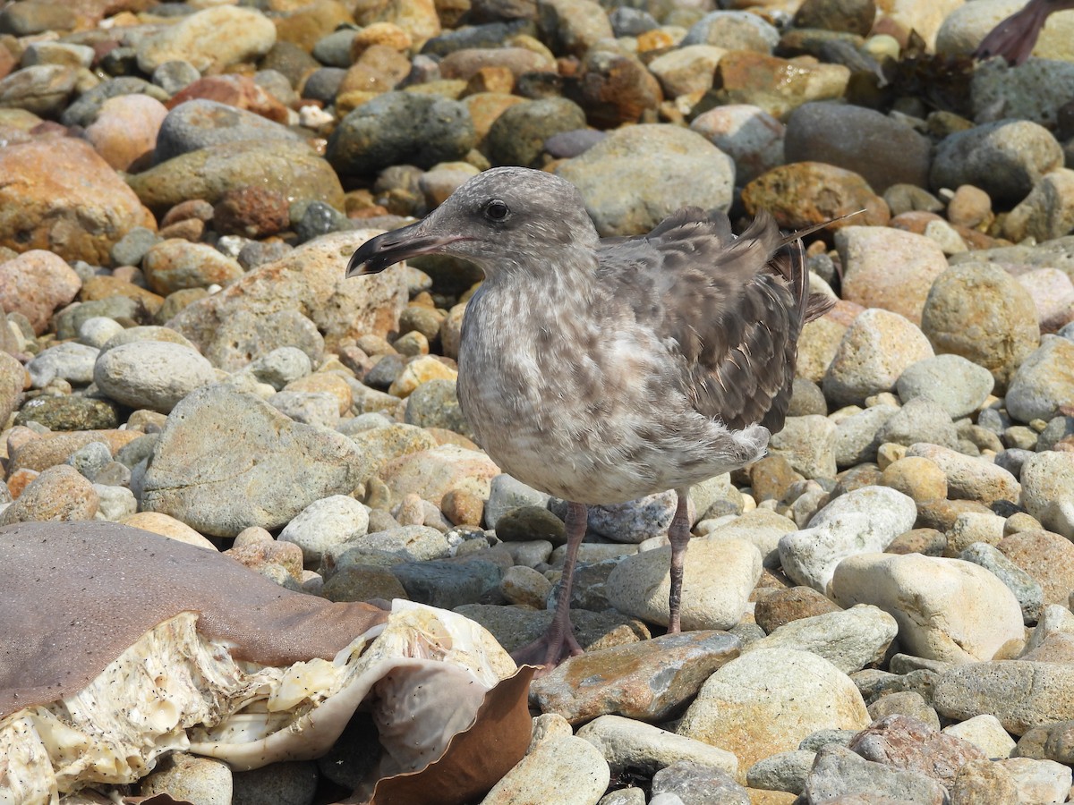 Western Gull - ML620322644