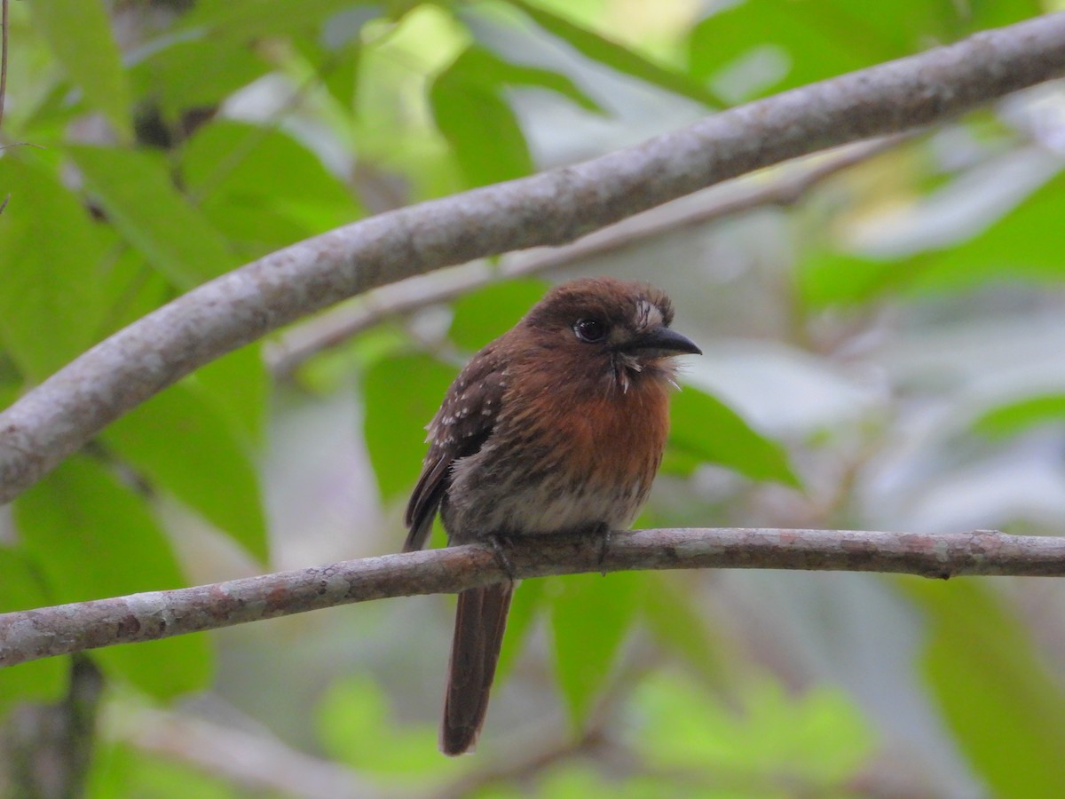 Moustached Puffbird - ML620322653