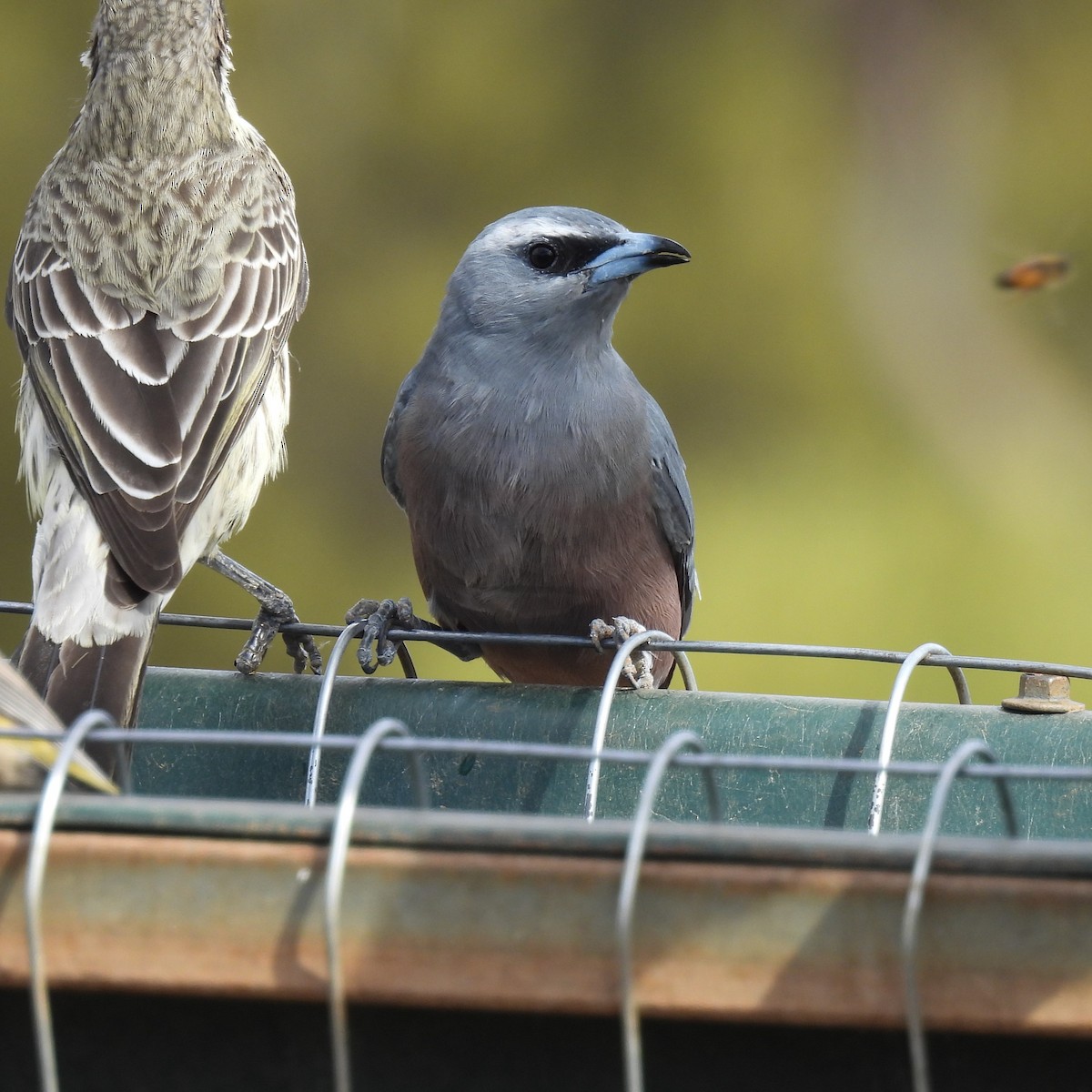 Masked Woodswallow - ML620322660