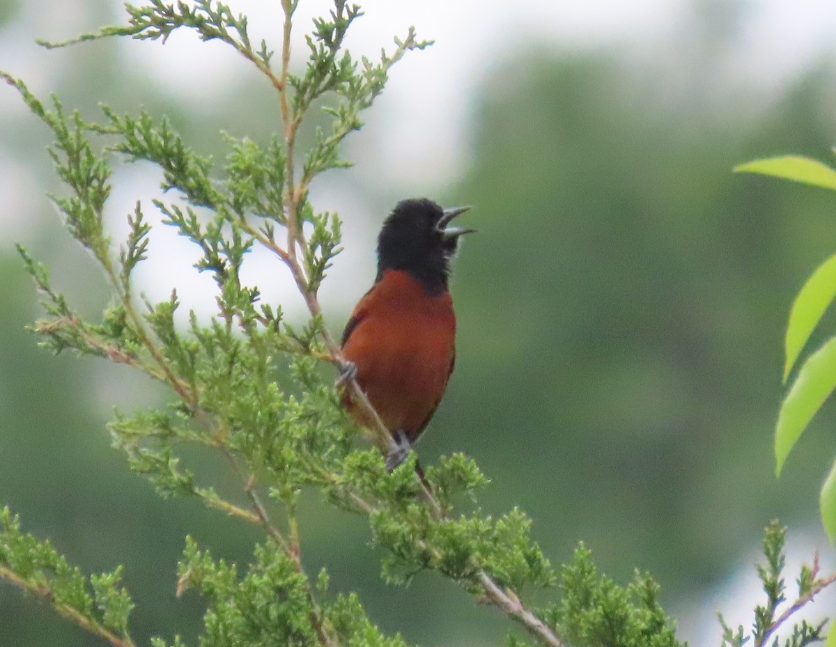 Orchard Oriole - ML620322672