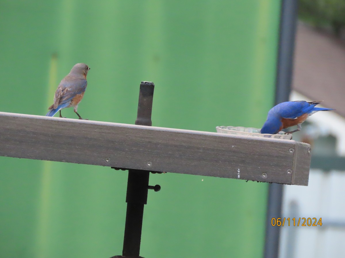 Eastern Bluebird - ML620322677