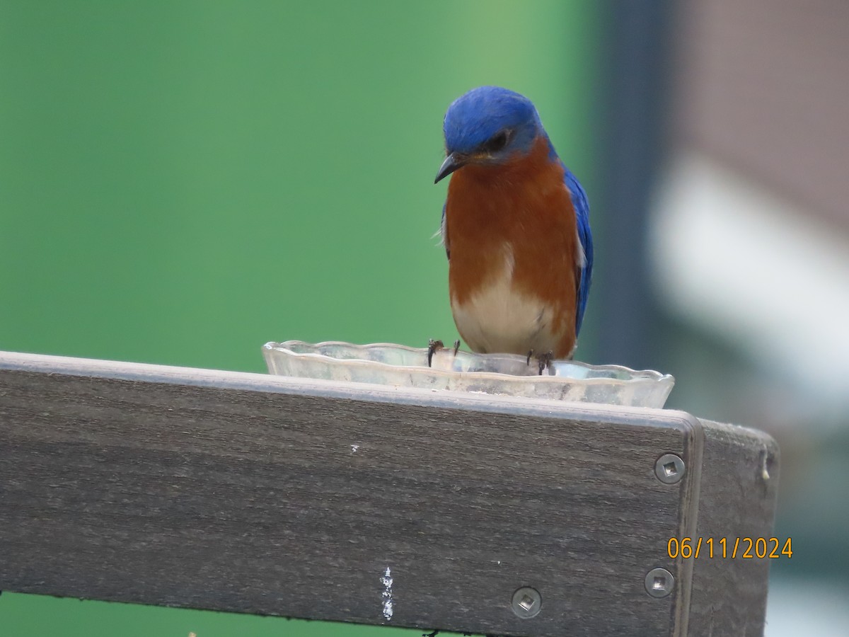 Eastern Bluebird - ML620322679