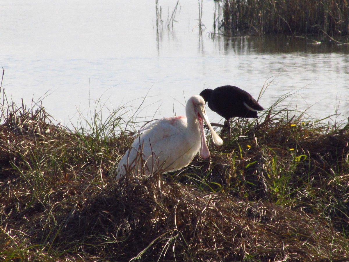 Yellow-billed Spoonbill - ML620322691