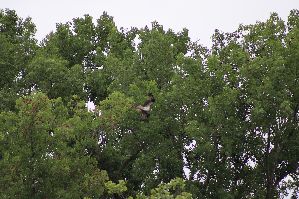 Osprey - ML620322698