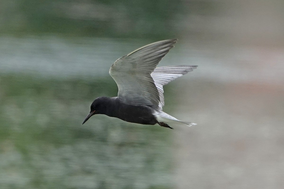 Black Tern - ML620322705