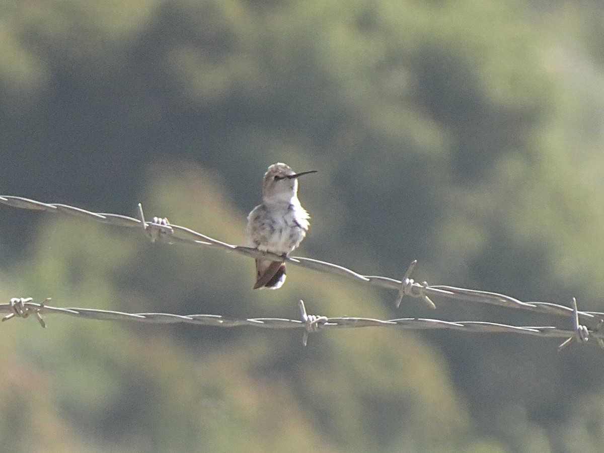 Costa's Hummingbird - ML620322711