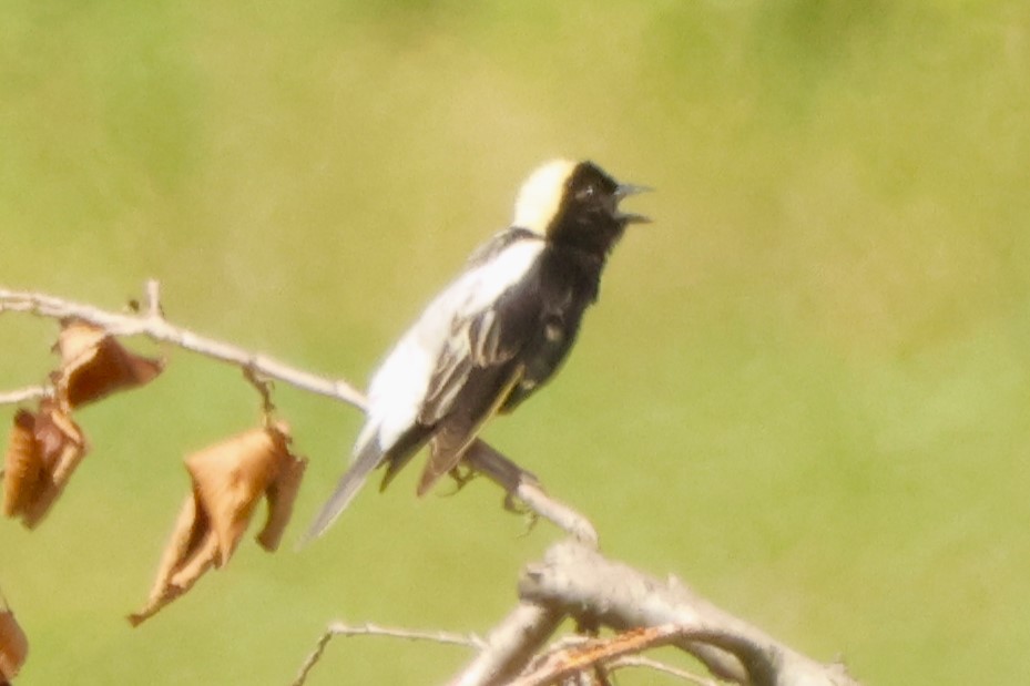 bobolink americký - ML620322715