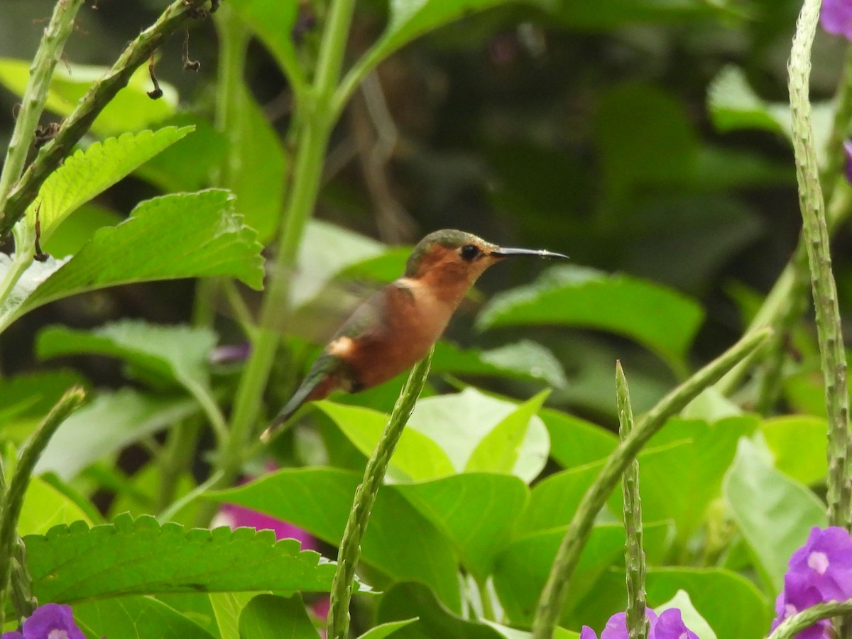 Sparkling-tailed Hummingbird - ML620322717