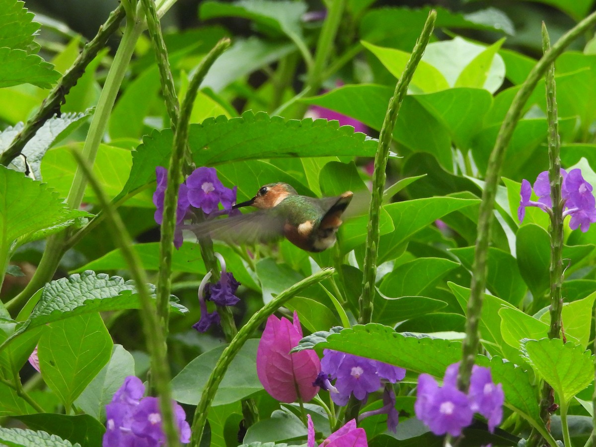 Sparkling-tailed Hummingbird - ML620322718