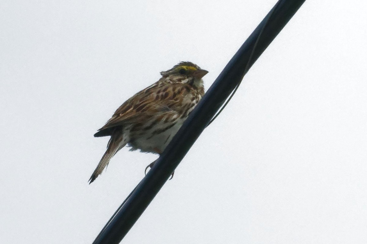 Savannah Sparrow - ML620322719