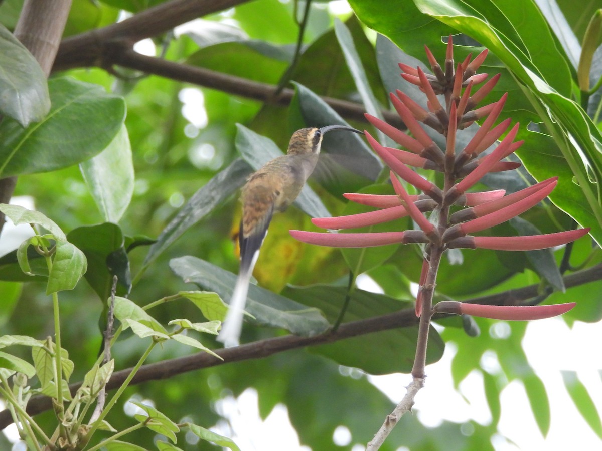 Мексиканский колибри-отшельник - ML620322720