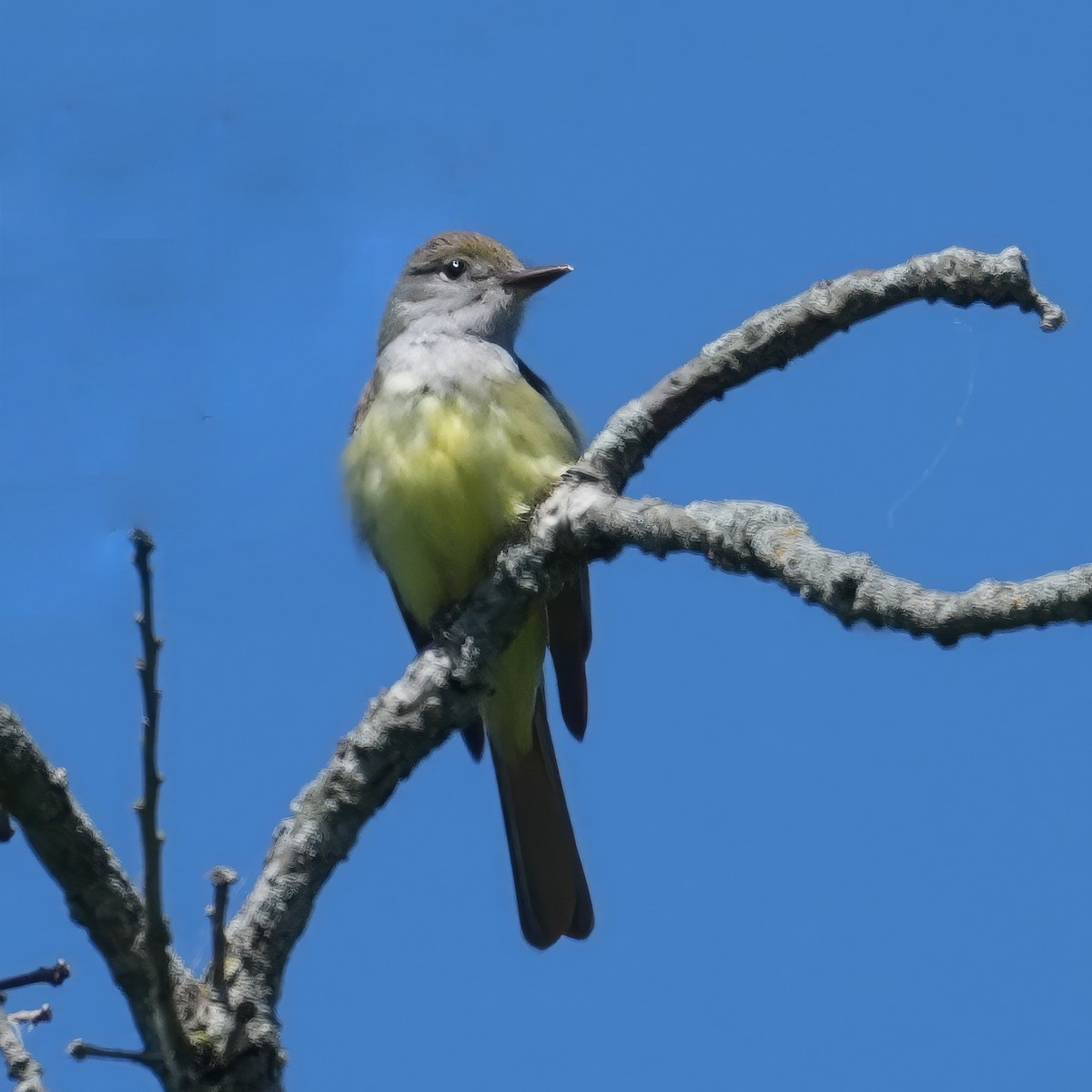 Great Crested Flycatcher - ML620322725