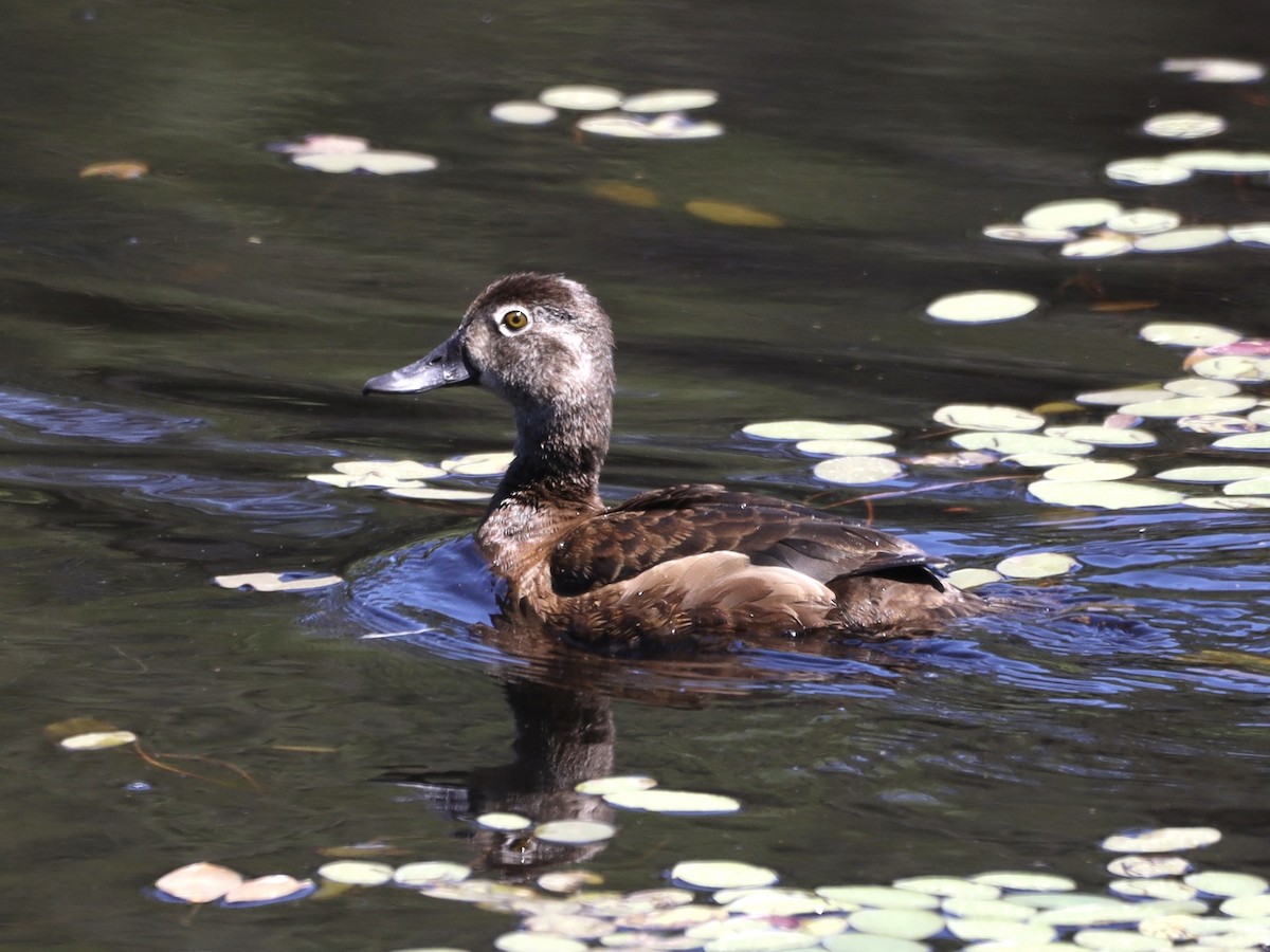 Ring-necked Duck - ML620322735