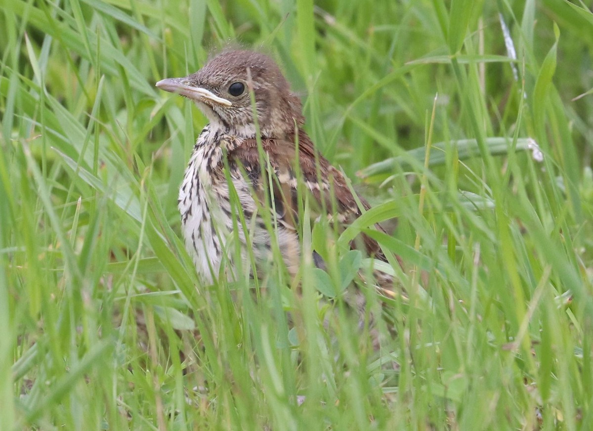 Brown Thrasher - ML620322742