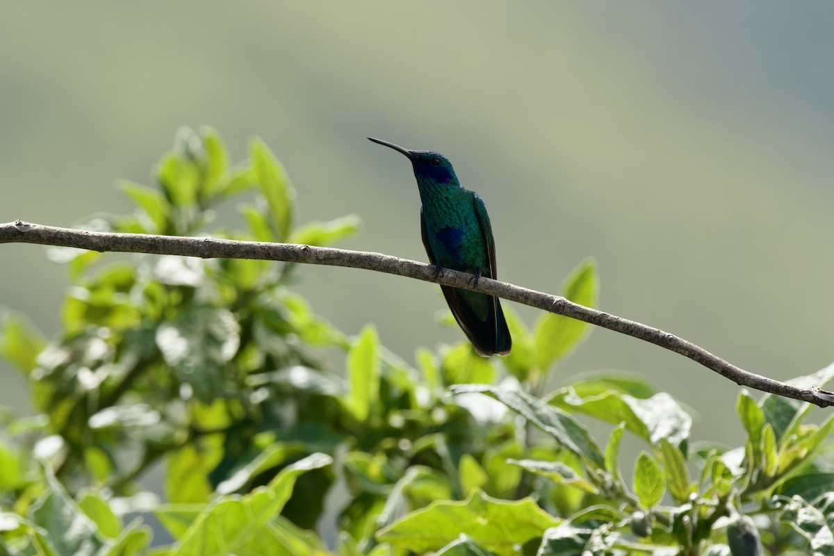 kolibřík modrolící - ML620322745