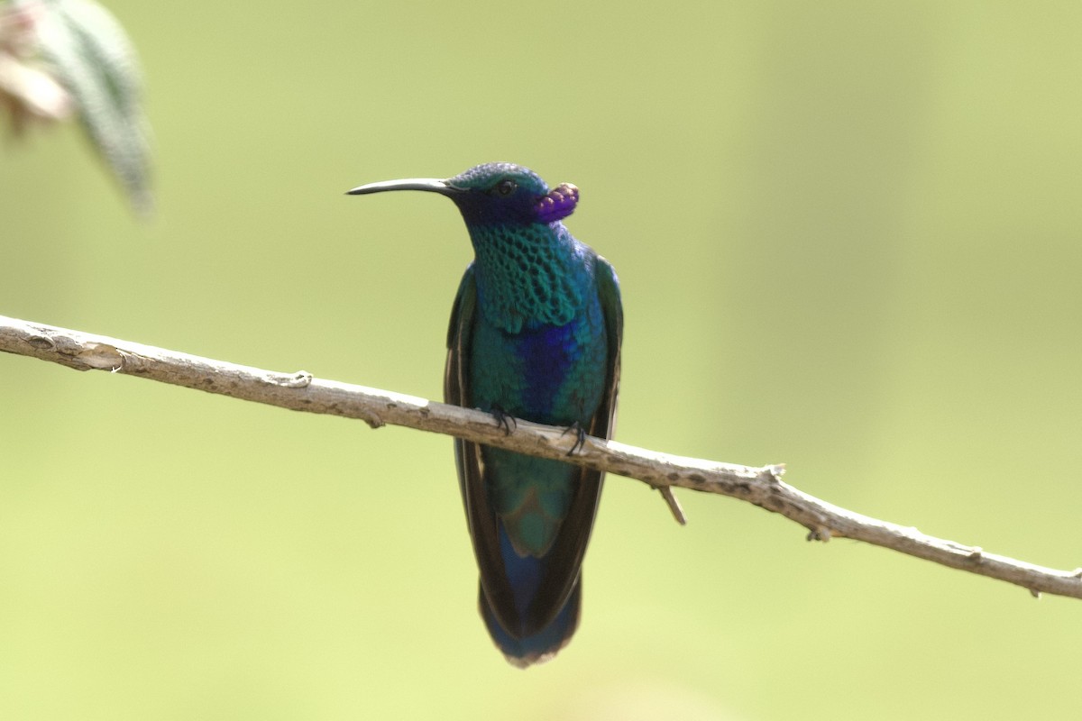 kolibřík modrolící - ML620322753