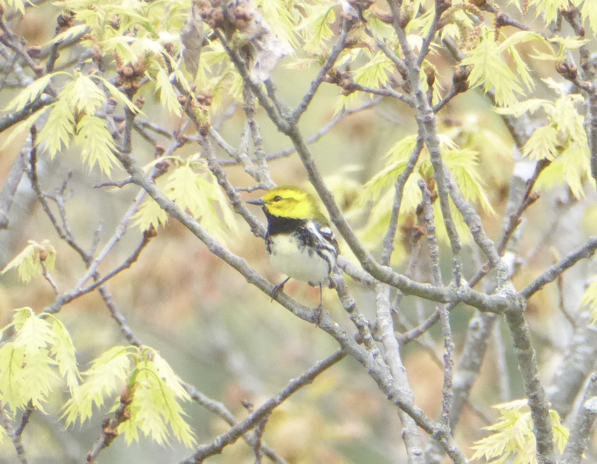 Black-throated Green Warbler - ML620322785