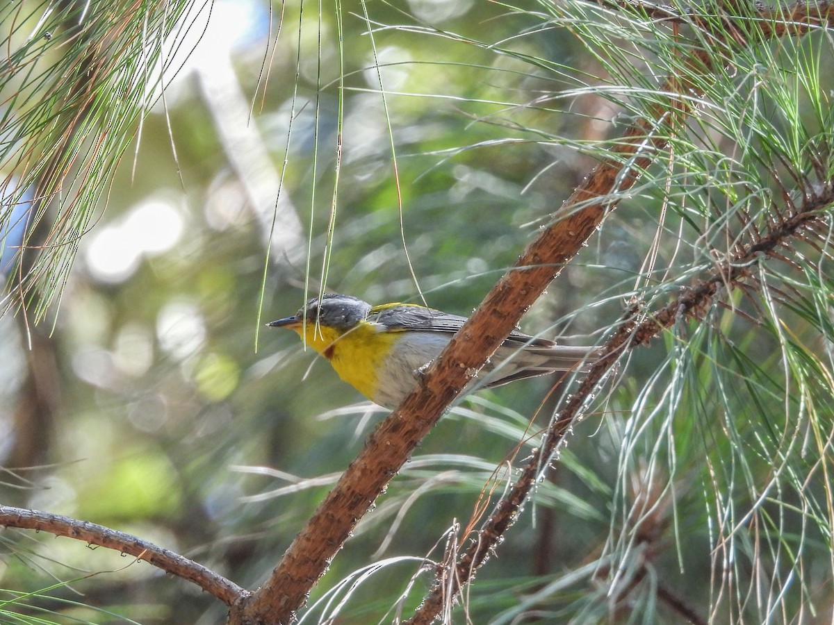 Crescent-chested Warbler - ML620322790