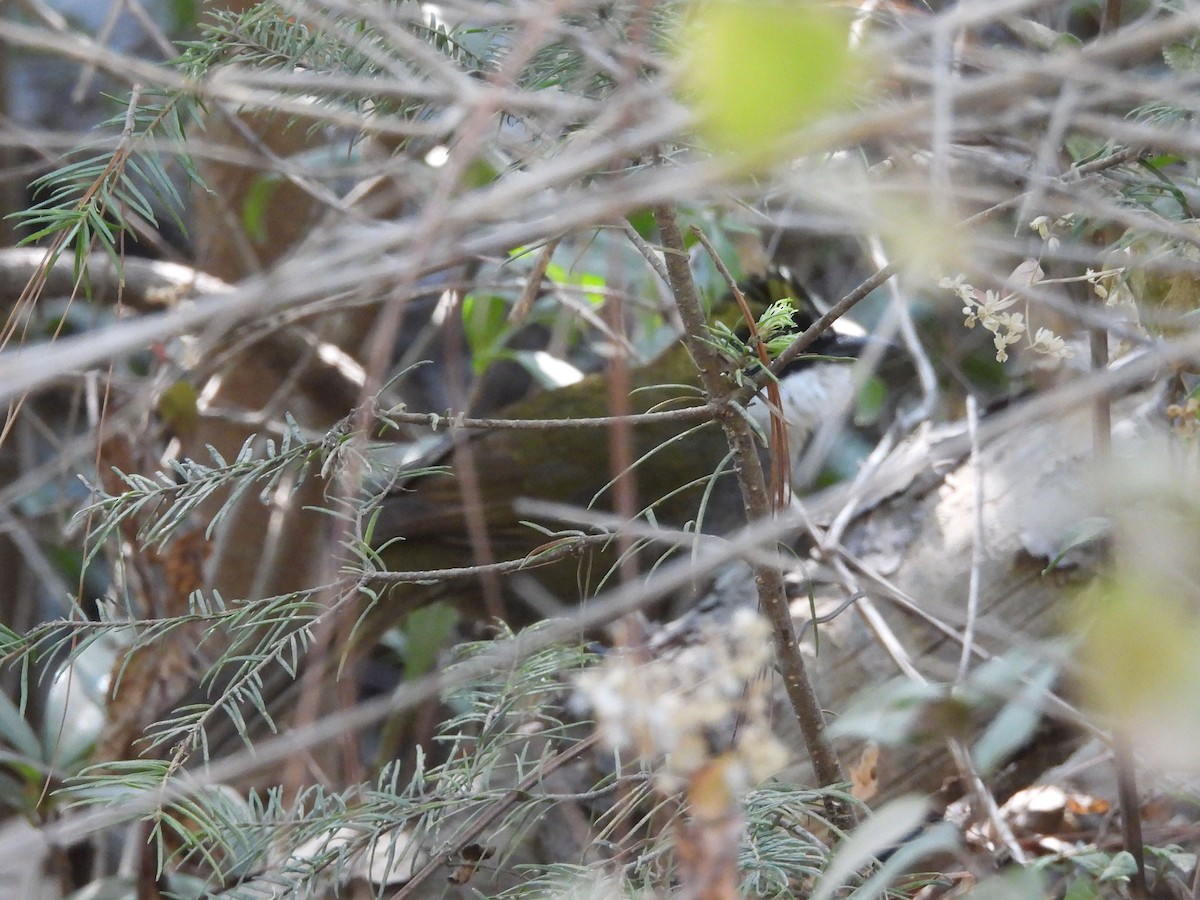 Green-striped Brushfinch - ML620322797