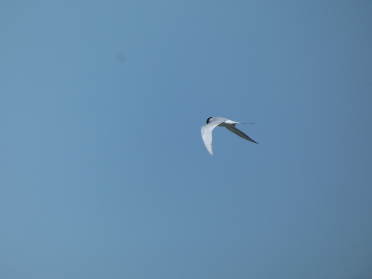 Common Tern - ML620322819