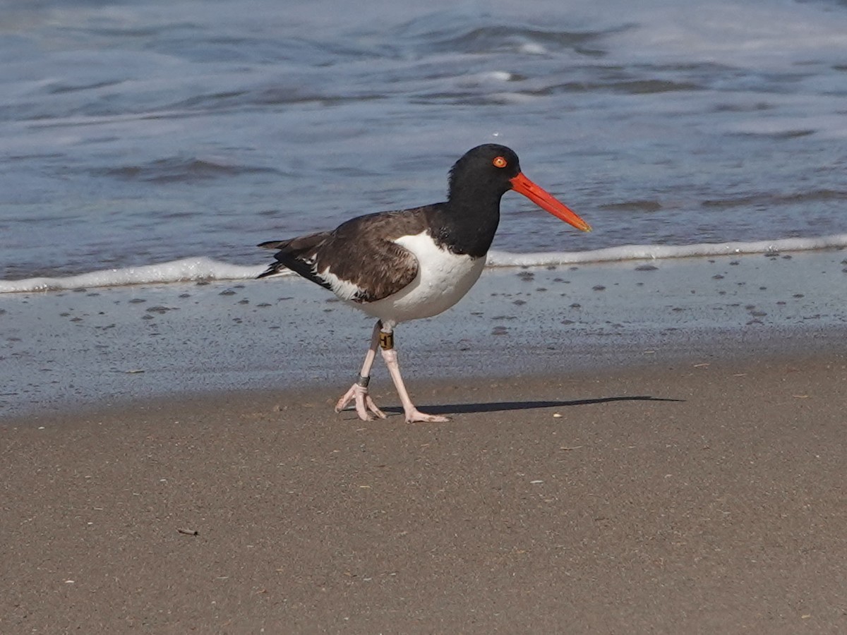 American Oystercatcher - ML620322823