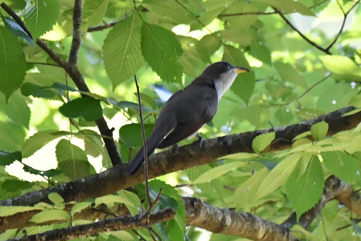 Yellow-billed Cuckoo - ML620322827