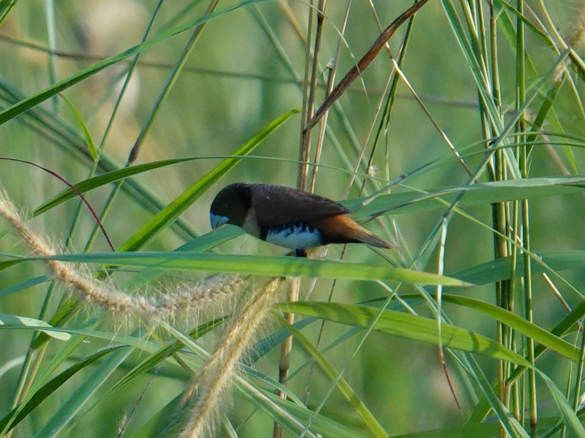 Chestnut-breasted Munia - ML620322830