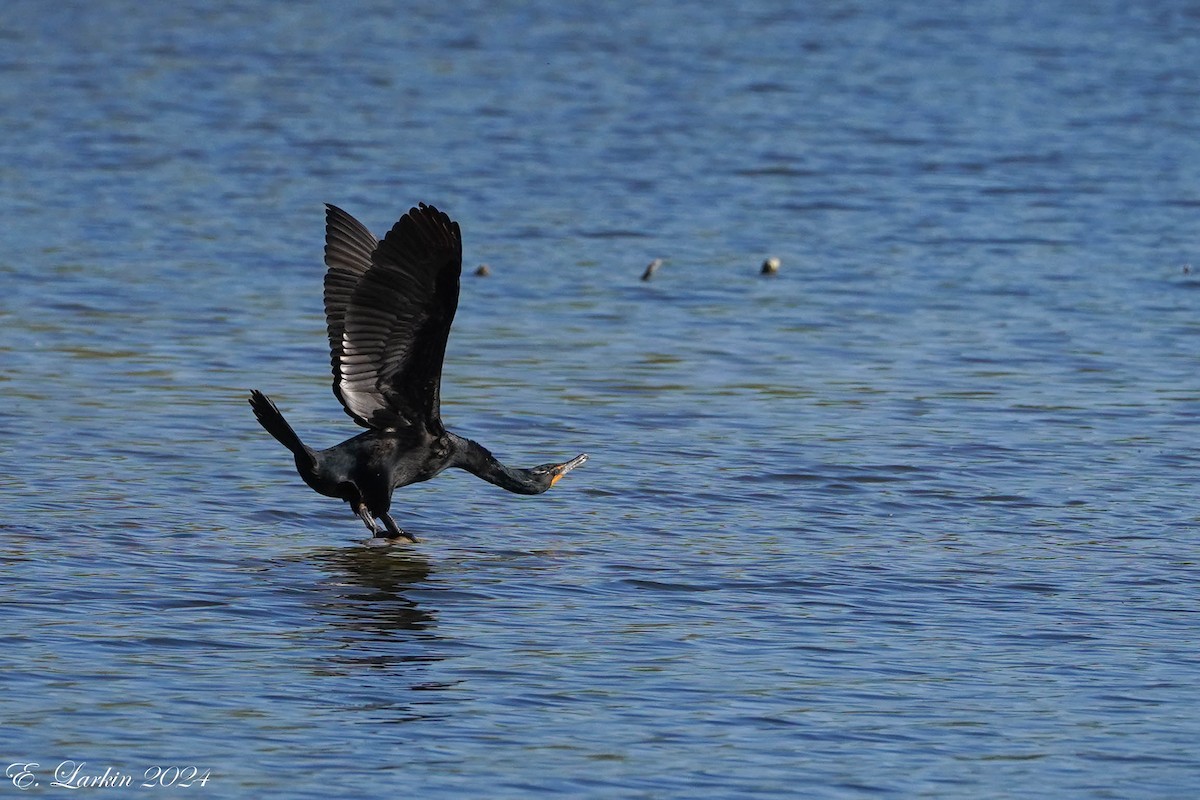 Cormoran à aigrettes - ML620322847